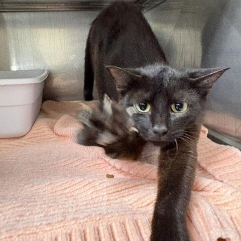 Enlarge Juniper, a ADOPTABLE Domestic Short Hair in Dinwiddie, VA image 2/2