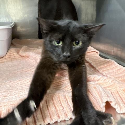 Juniper, ADOPTABLE, Young Female Domestic Short Hair.