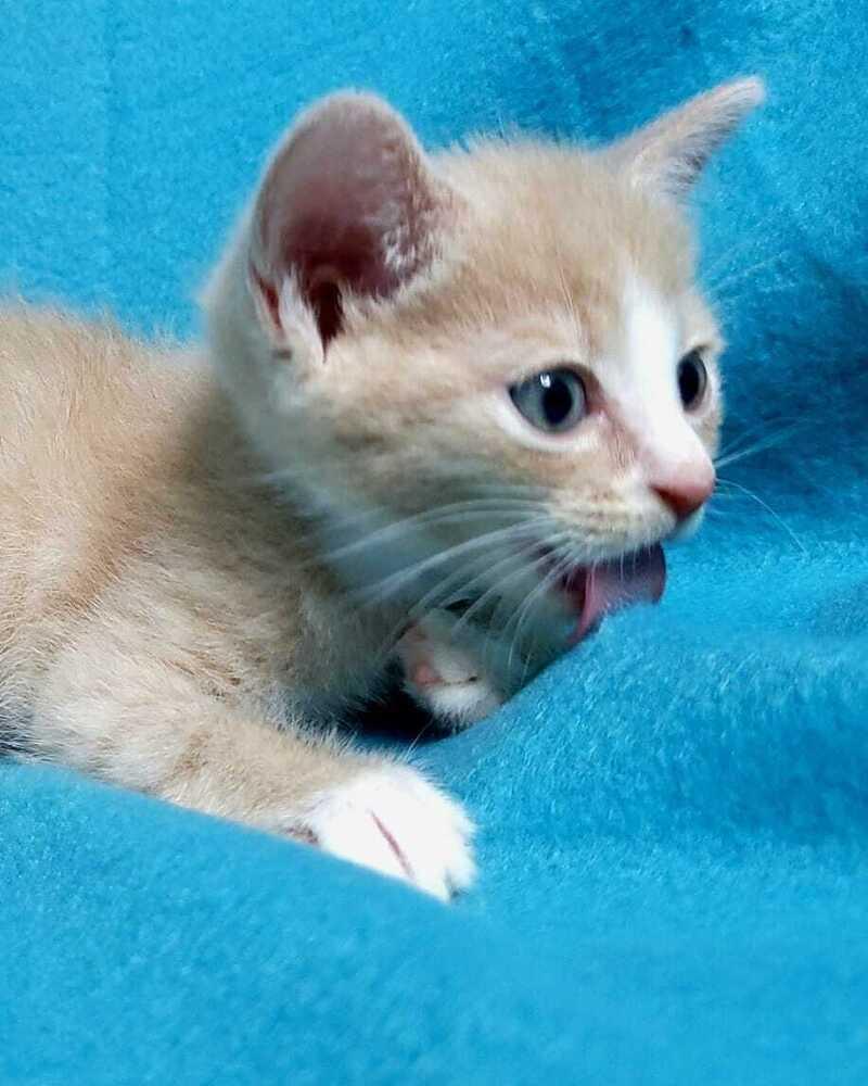 Maya and kittens, Adoptable, Kitten Female Domestic Short Hair.