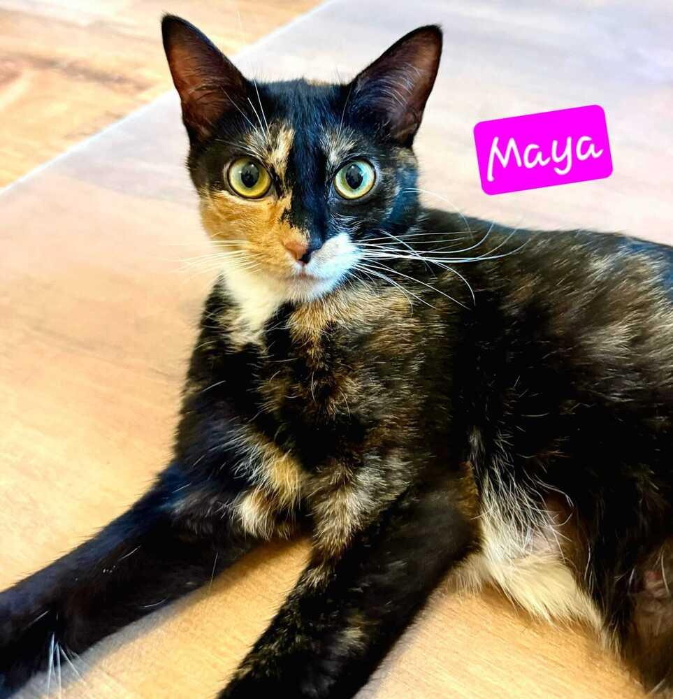 Maya and kittens, a Adoptable mixed breed in Jessup, MD image 2/6