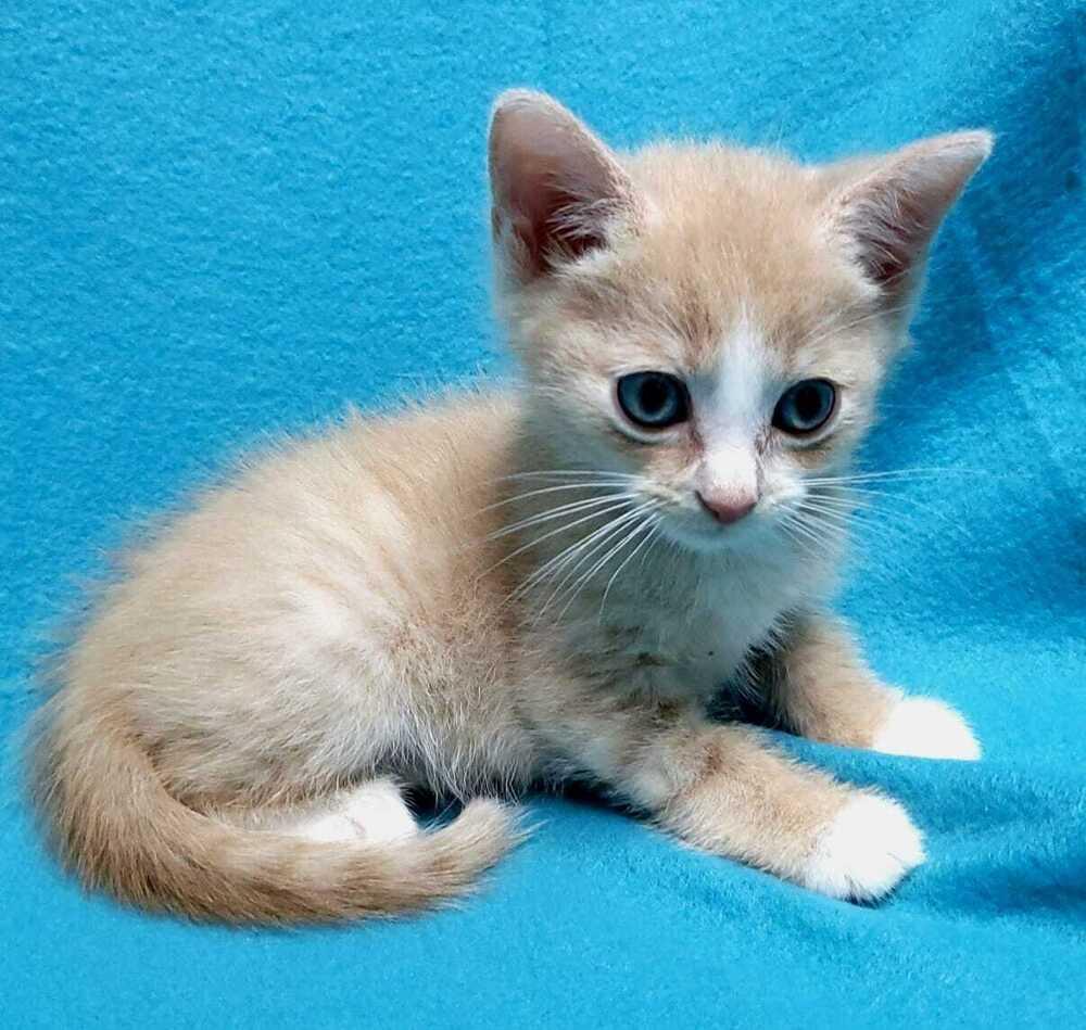 Maya and kittens, a Adoptable mixed breed in Jessup, MD image 4/6