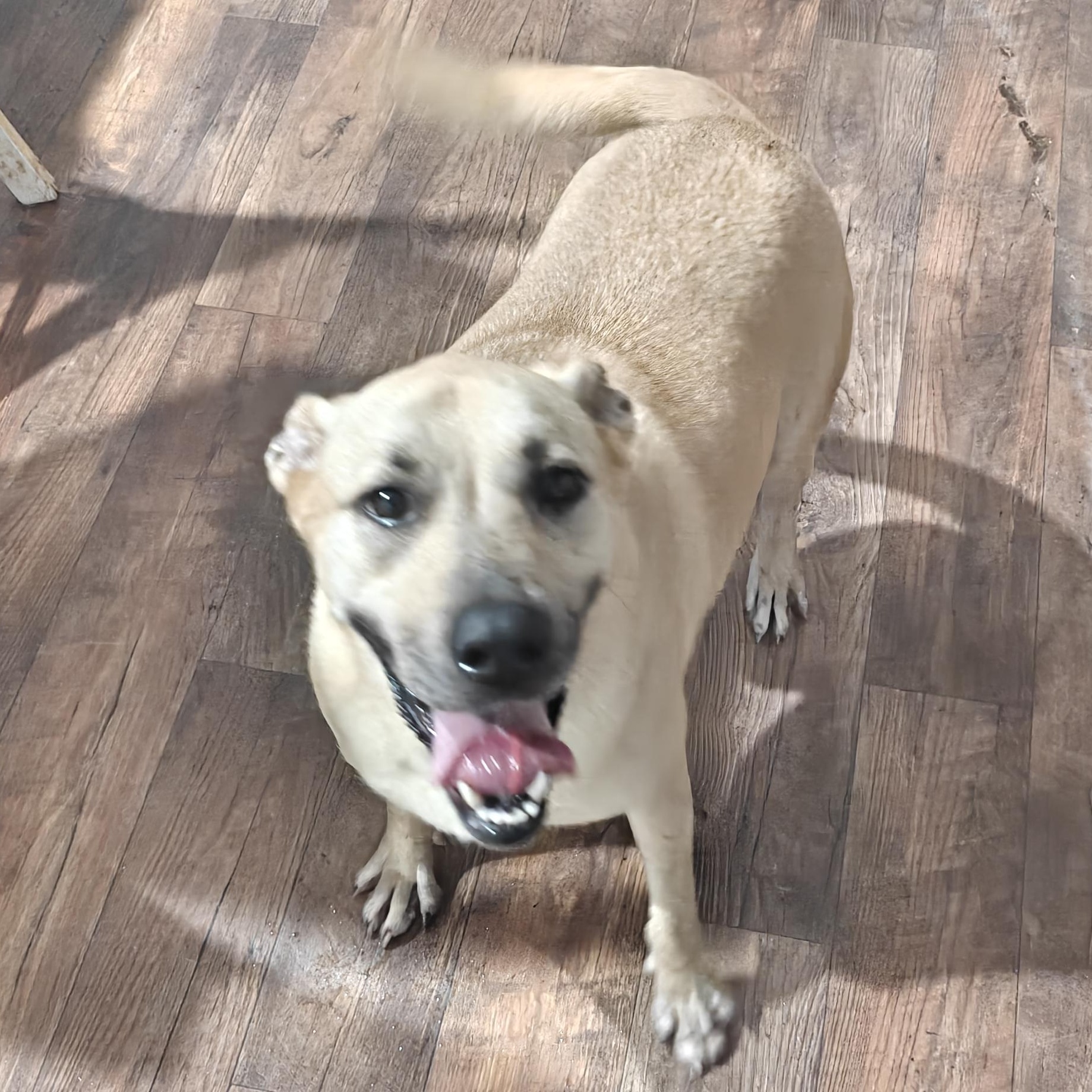 Enlarge Prudence Viola, a Adoptable mixed breed in CLARKSVILLE, TN image 1/1