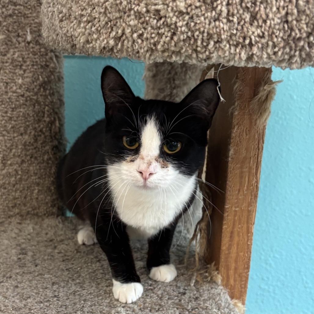 Anna, Adoptable, Adult Female Domestic Short Hair.