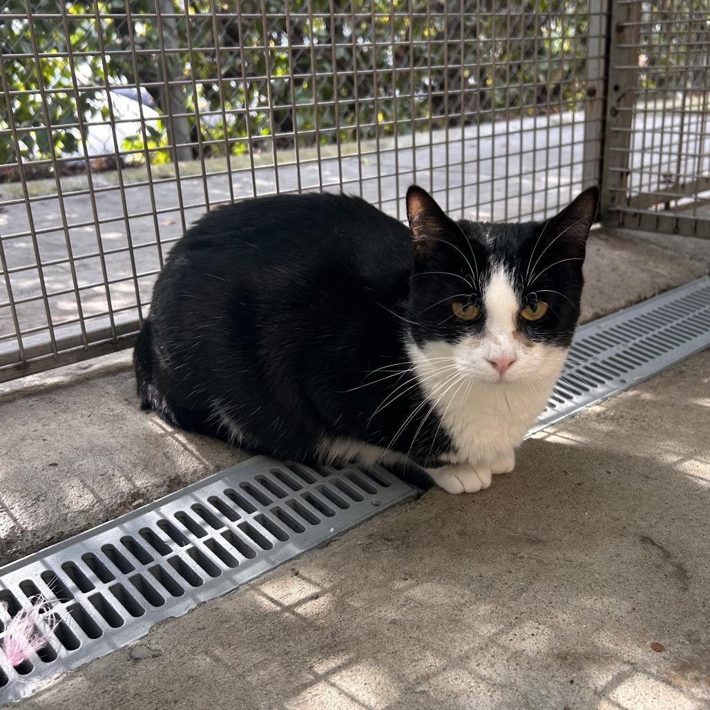 Enlarge Anna, a Adoptable Domestic Short Hair in Fresno, CA image 3/4
