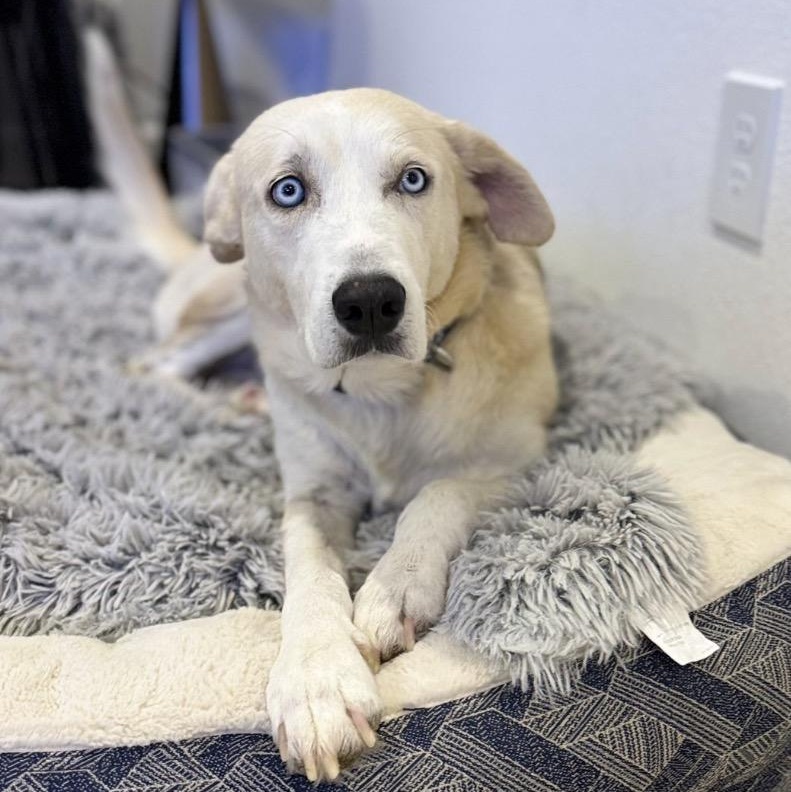 Spirit, a ADOPTABLE mixed breed in Houston, TX image 3/3