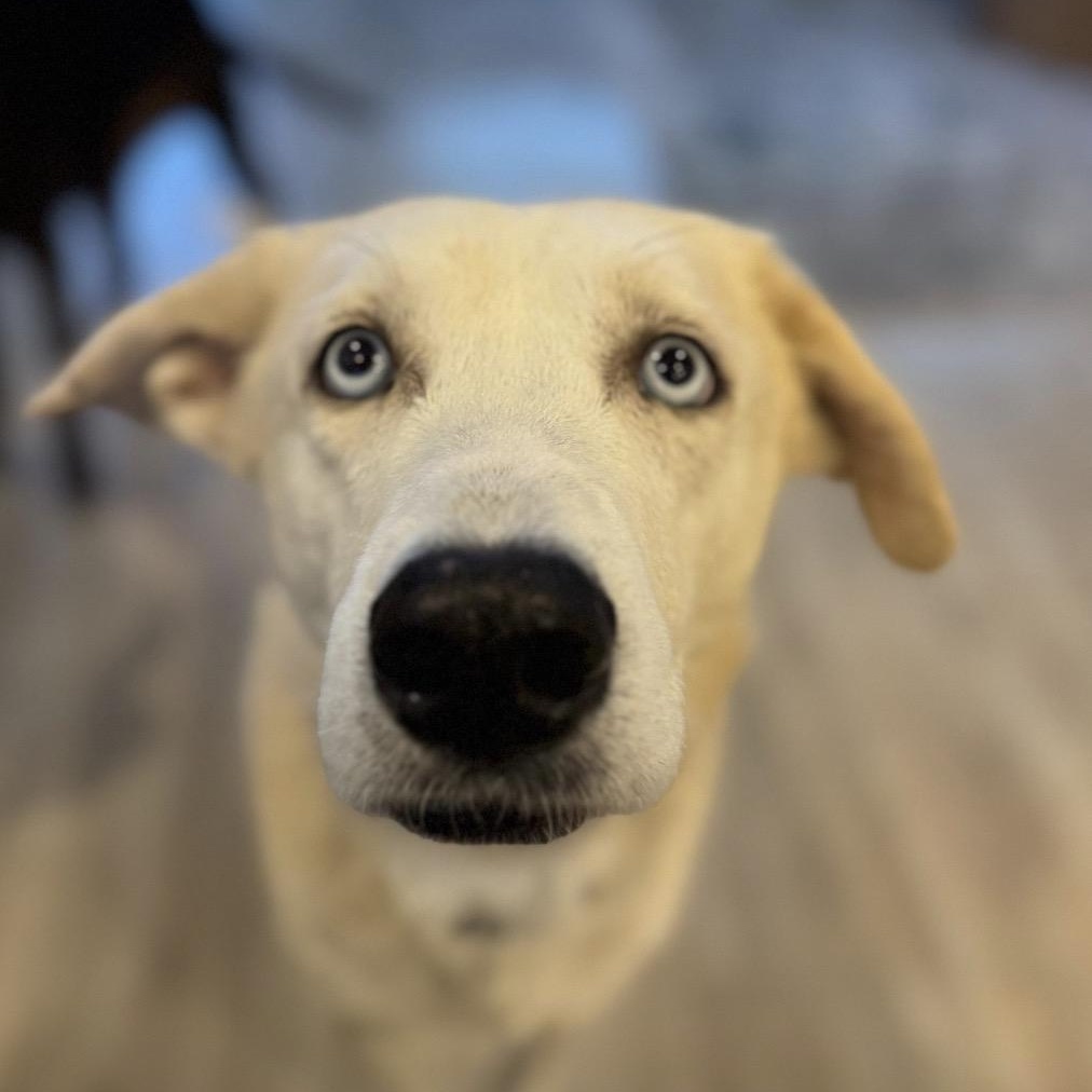 Spirit, a ADOPTABLE mixed breed in Houston, TX image 1/3