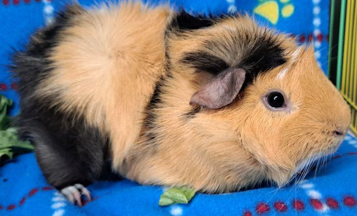 Enlarge Smores (A), a Adopted Abyssinian in Bolingbrook, IL image 4/4