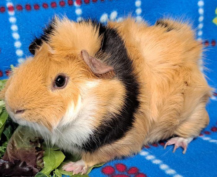 Enlarge Smores (A), a Adopted Abyssinian in Bolingbrook, IL image 3/4
