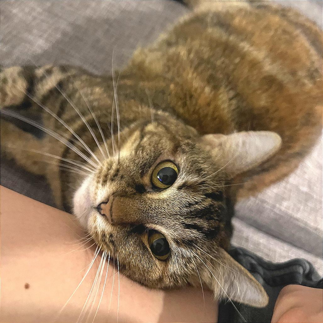 Alyx, Adoptable, Adult Female Domestic Short Hair.