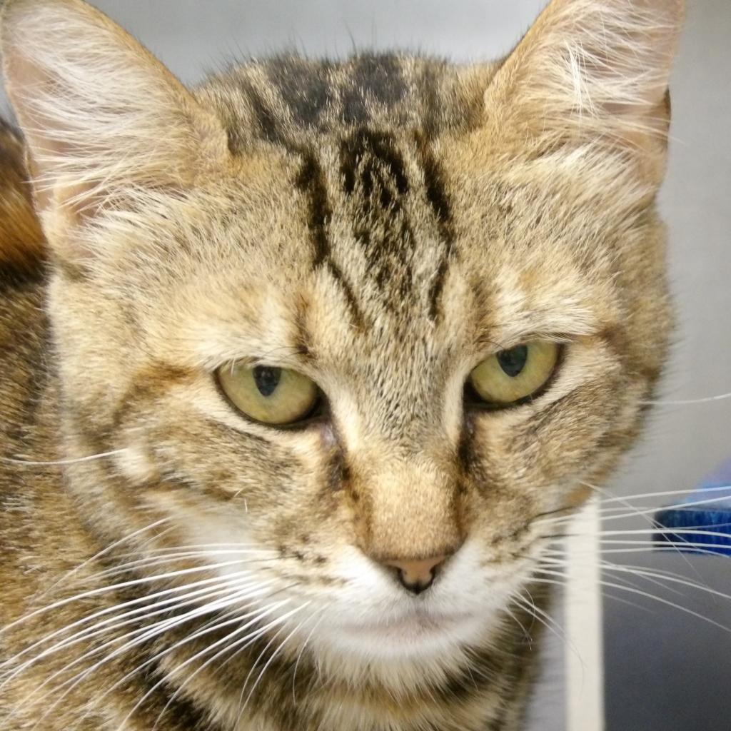 Enlarge Alyx, a Adoptable Domestic Short Hair in New York, NY image 2/6