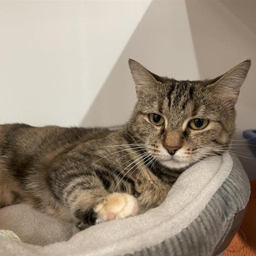 Enlarge Alyx, a Adoptable Domestic Short Hair in New York, NY image 3/6