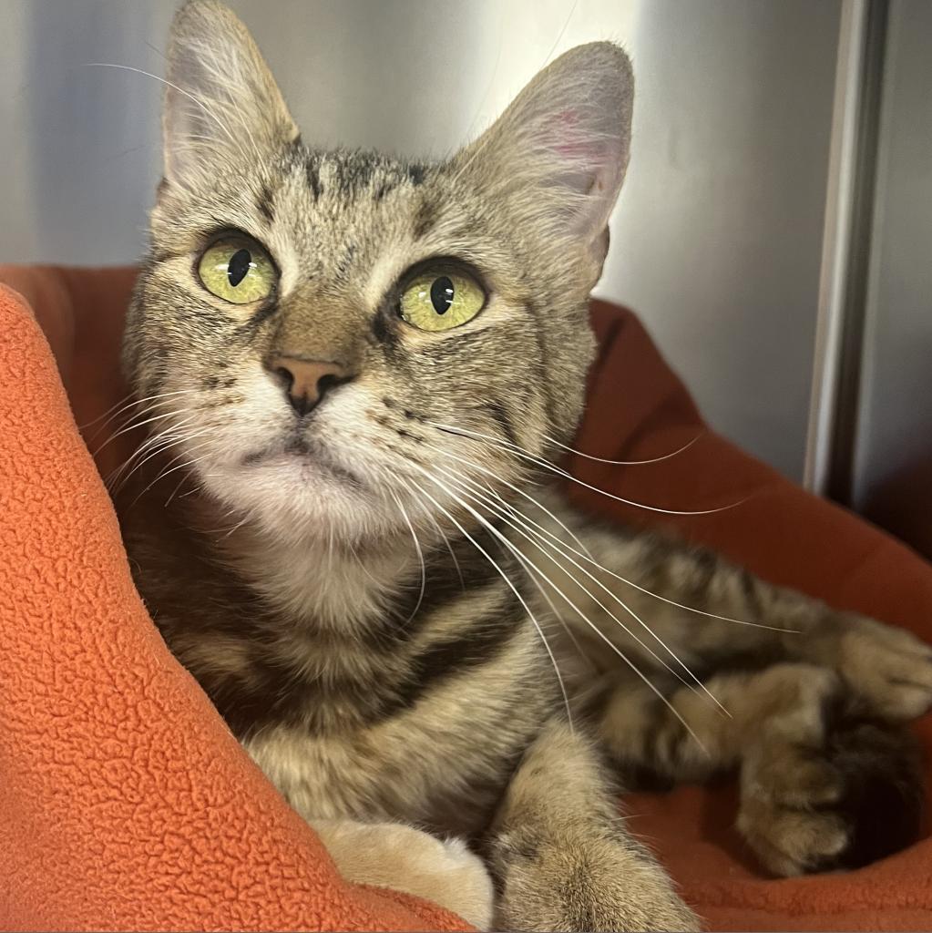 Enlarge Alyx, a Adoptable Domestic Short Hair in New York, NY image 5/6
