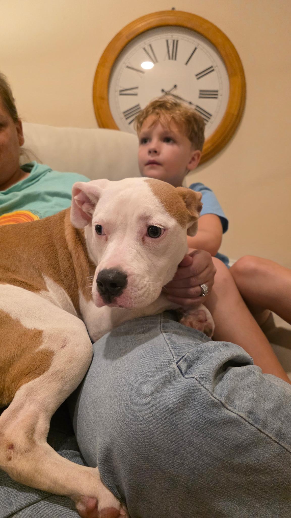 Sunny, a Adoptable mixed breed in Mount Juliet, TN image 2/6