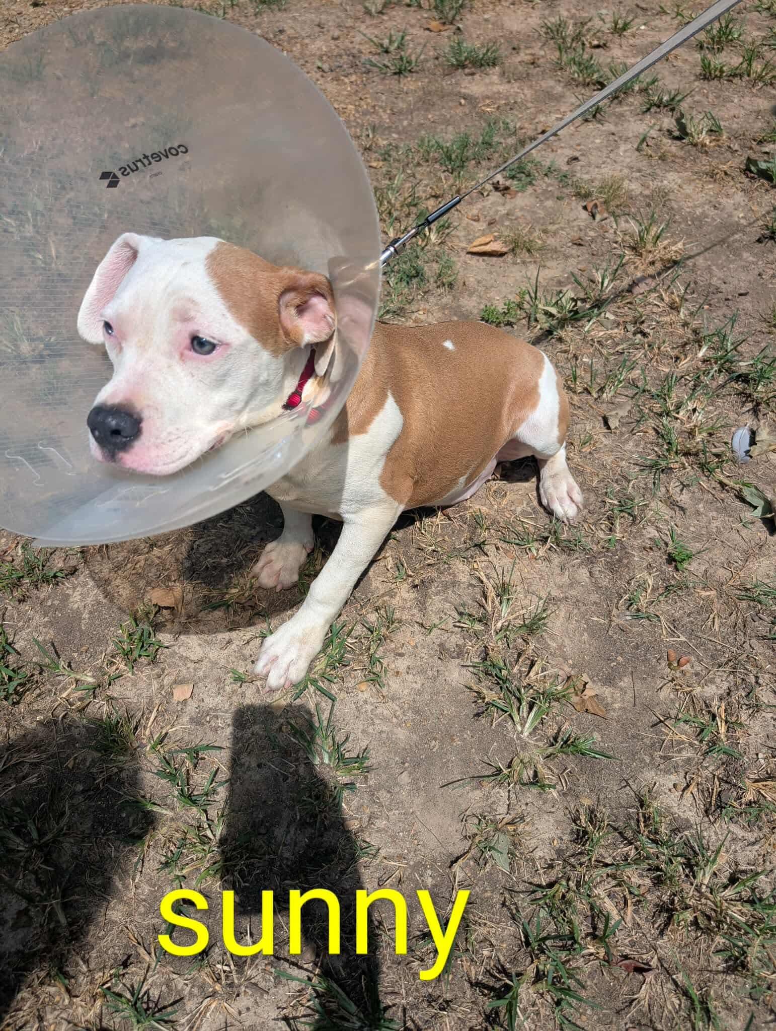 Sunny, a Adoptable mixed breed in Mount Juliet, TN image 6/6