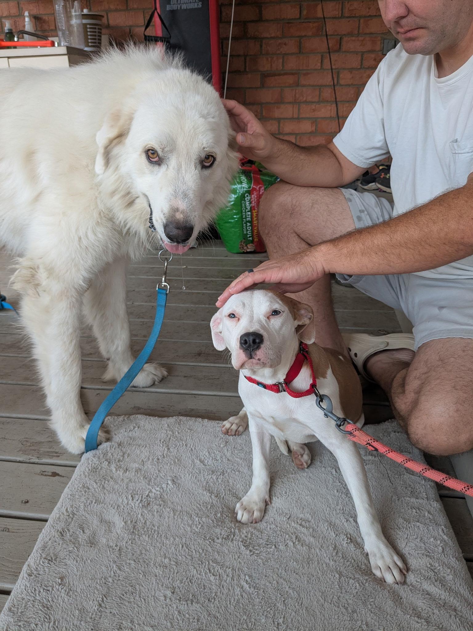 Sunny, a Adoptable mixed breed in Mount Juliet, TN image 3/6