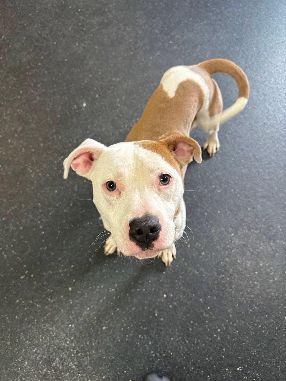 Enlarge Sunny, an adoptable mixed breed in Mount Juliet, TN image 3/5