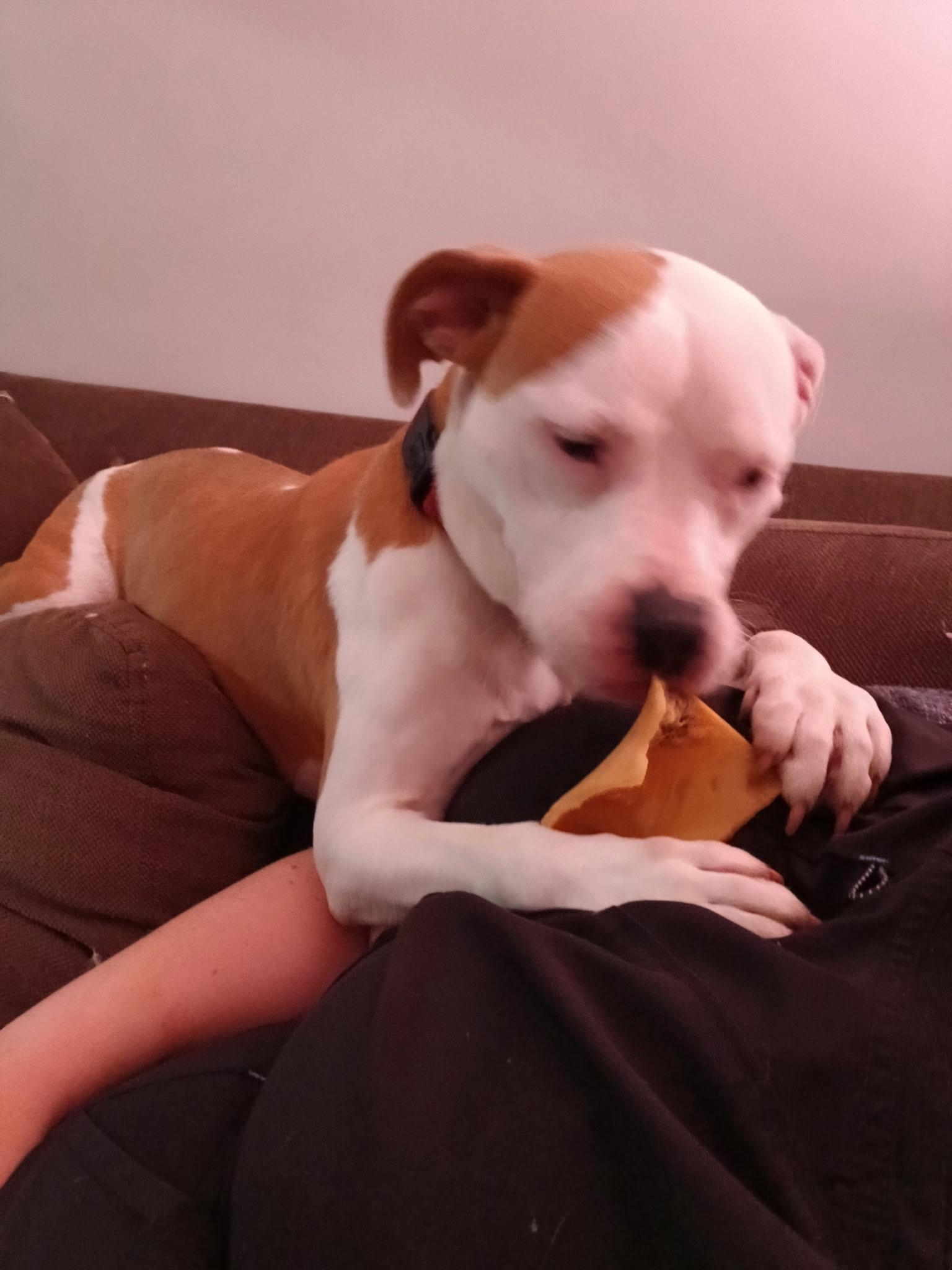 Sunny Bunny, adoptable, Young Female Pit Bull Terrier.