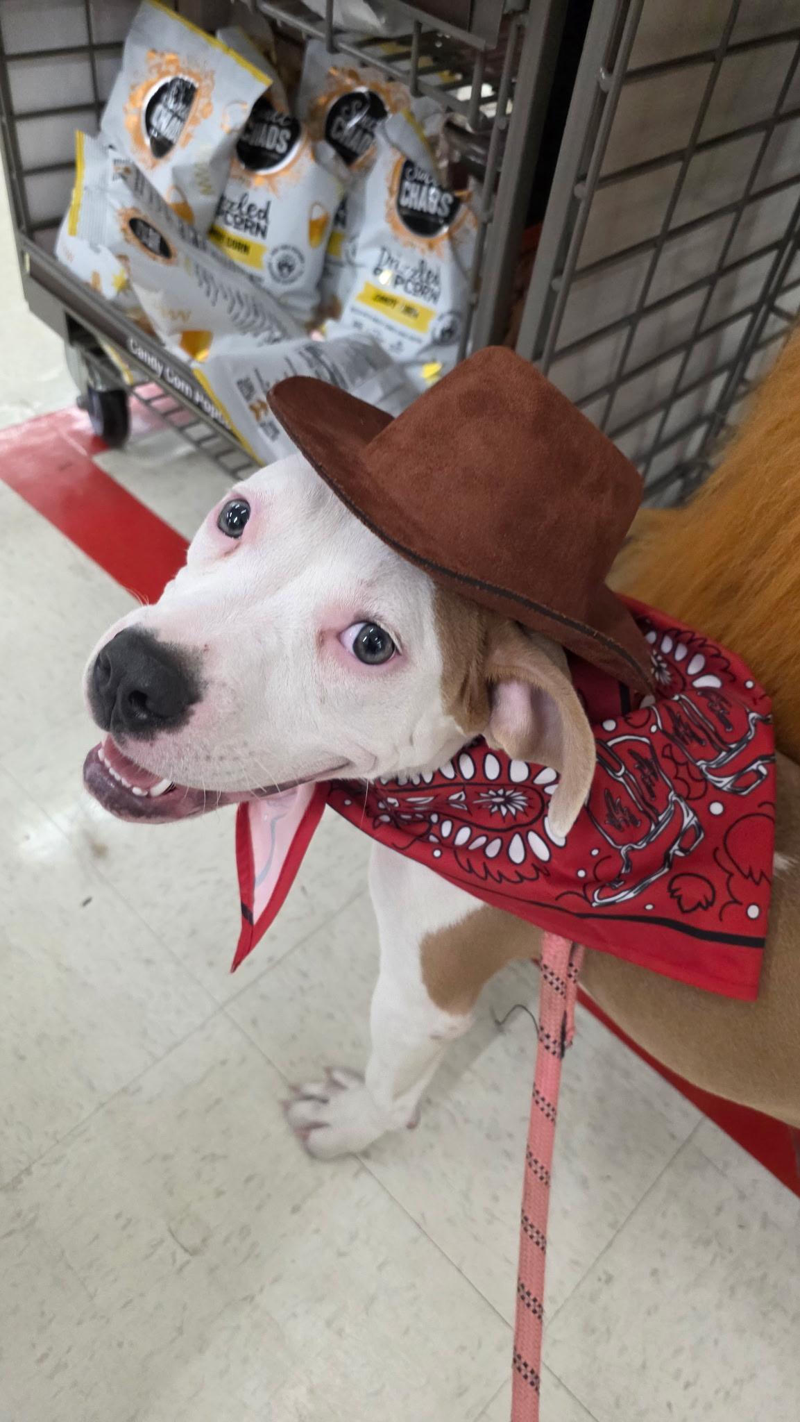 Sunny, Adoptable, Puppy Female Pit Bull Terrier.