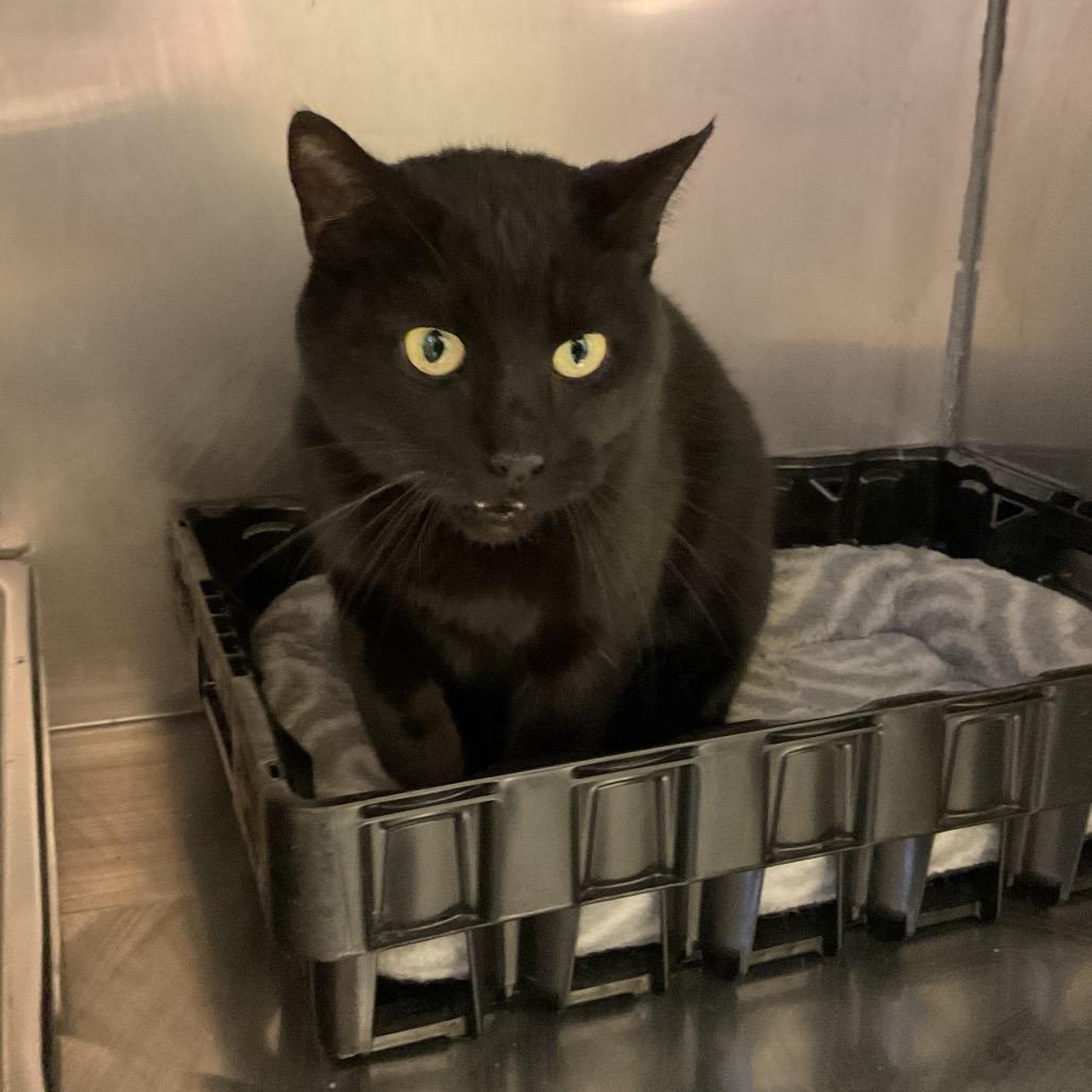 Shadow, Adoptable, Adult Female Domestic Short Hair.