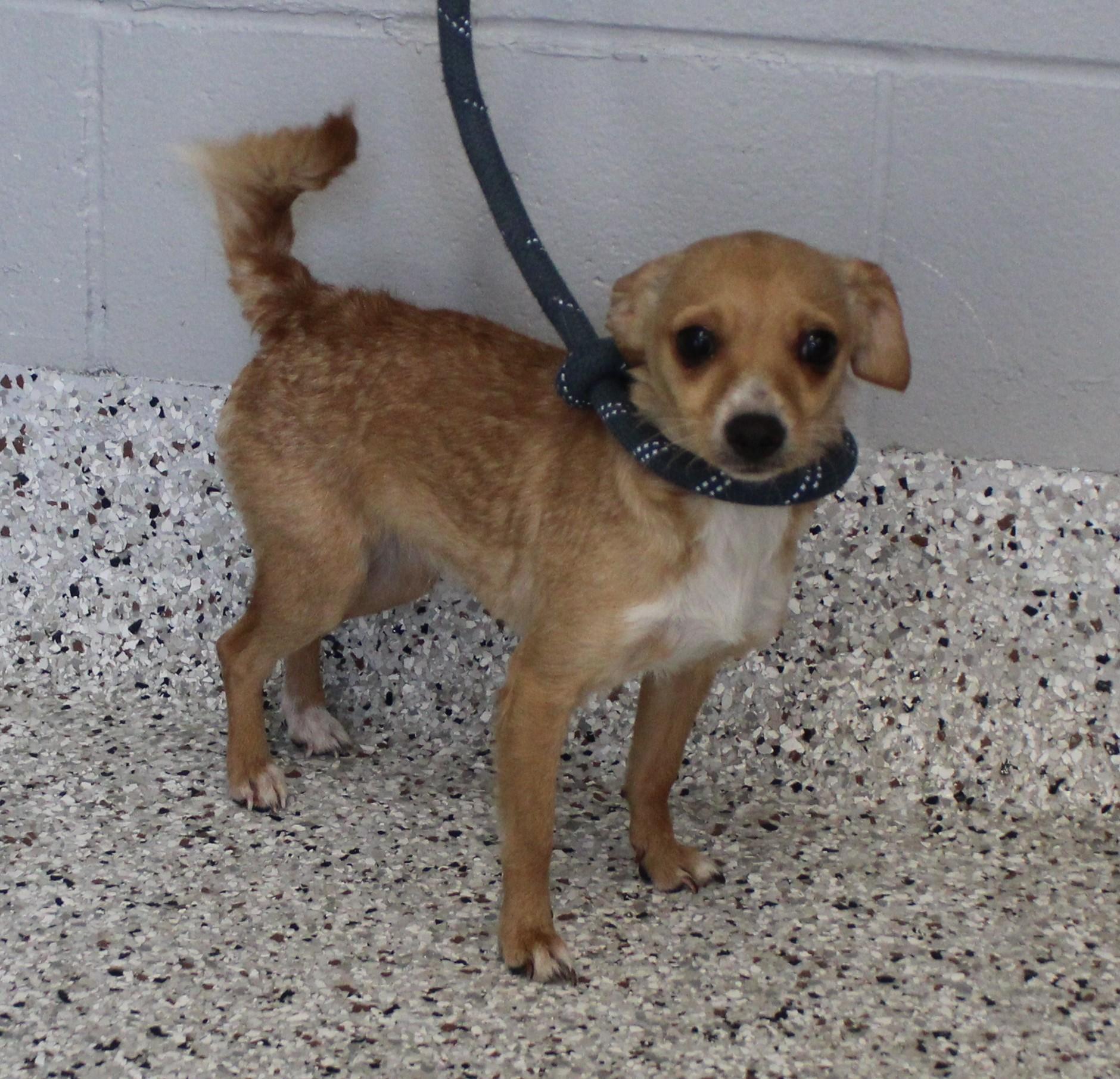Enlarge Cindy (11407), an adopted mixed breed in Heath, OH image 1/1
