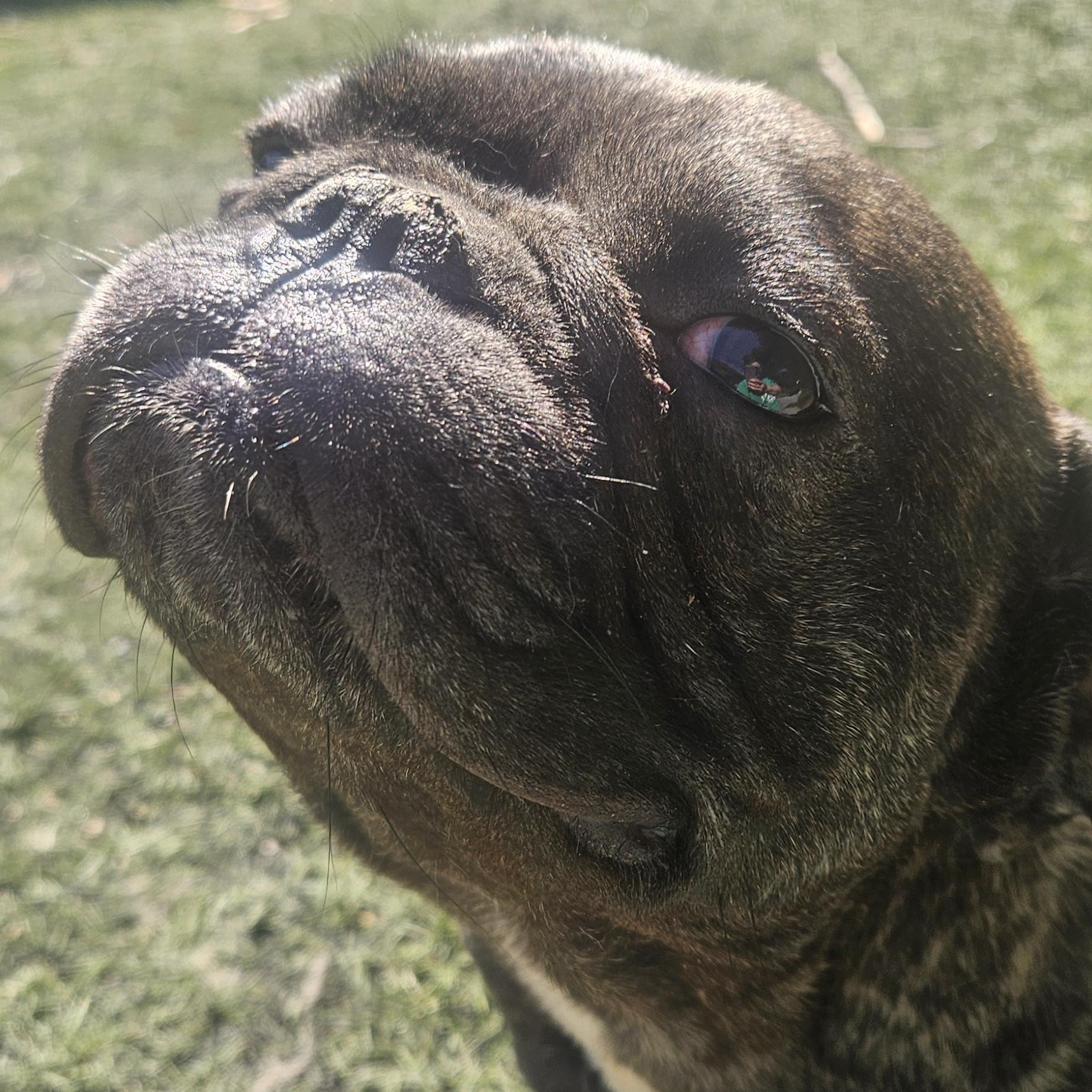 AYO, an adopted mixed breed in Berlin, NJ image 2/4