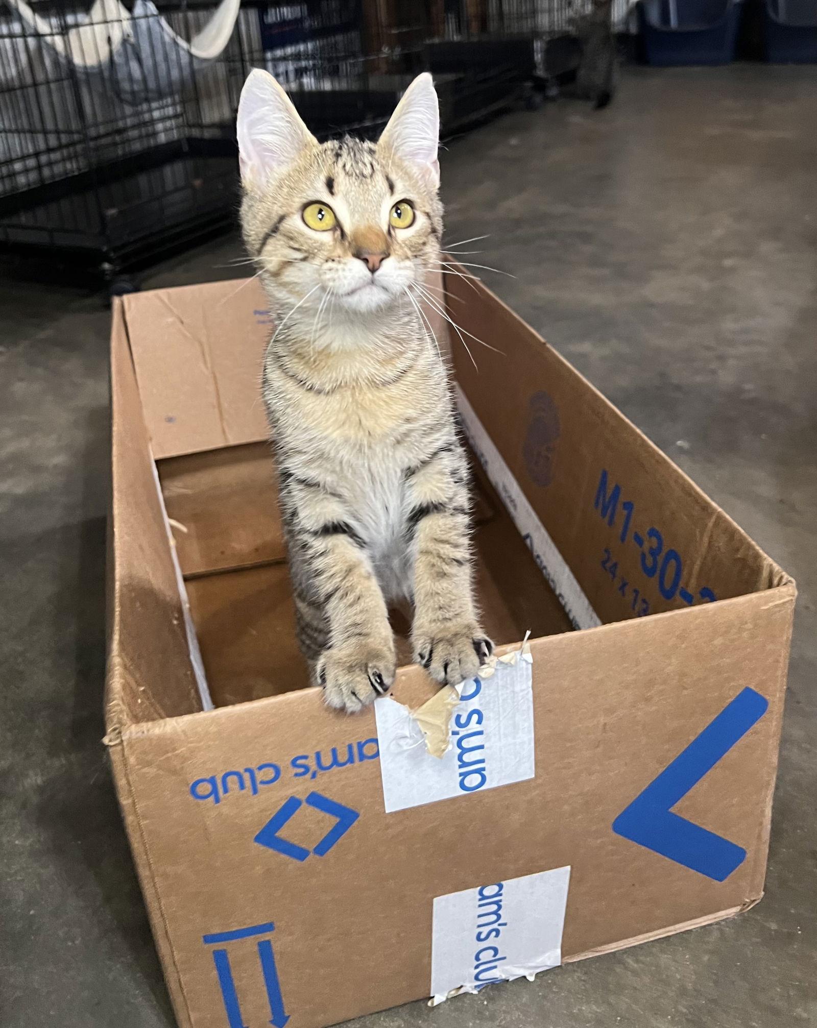 Nate, Adoptable, Young Male Domestic Short Hair & Tabby.