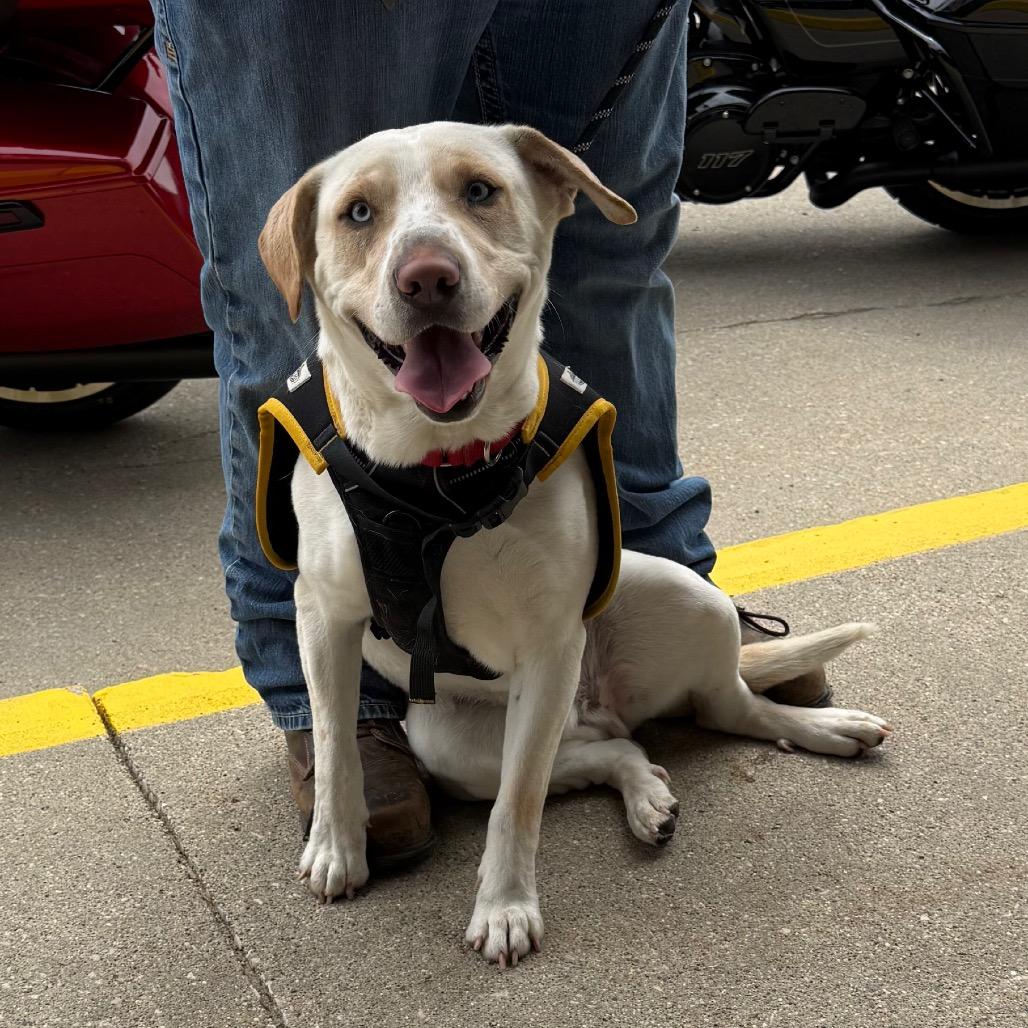 Sky, a Adoptable Labrador Retriever in Carroll, IA image 1/6