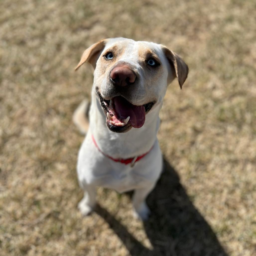 Sky, Adoptable, Adult Male Labrador Retriever.