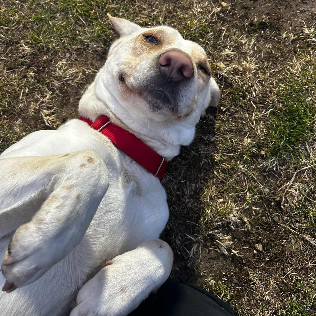 Sky, a Adoptable Labrador Retriever in Carroll, IA image 3/6