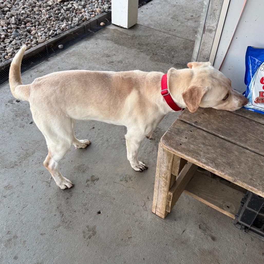 Sky, a Adoptable Labrador Retriever in Carroll, IA image 4/6