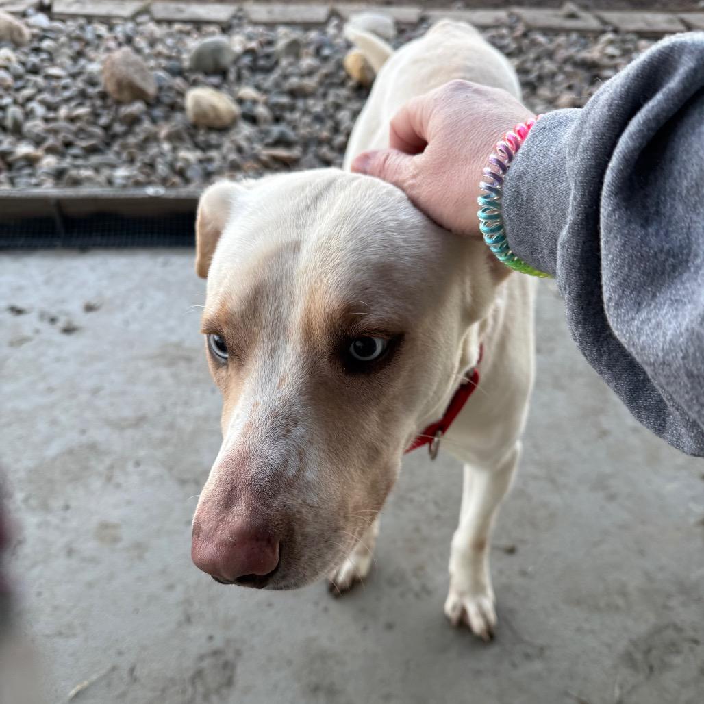 Sky, a Adoptable Labrador Retriever in Carroll, IA image 5/6