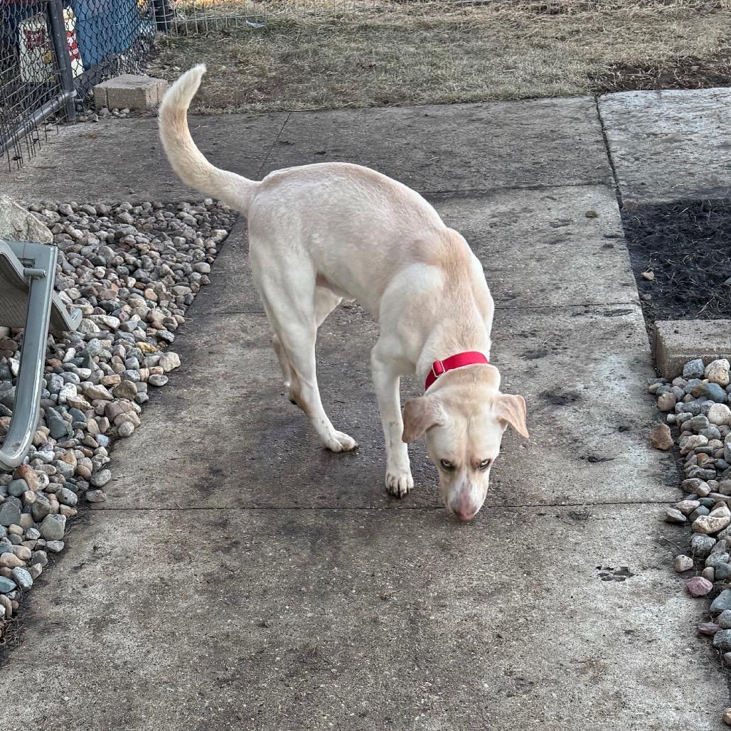 Sky, a Adoptable Labrador Retriever in Carroll, IA image 6/6