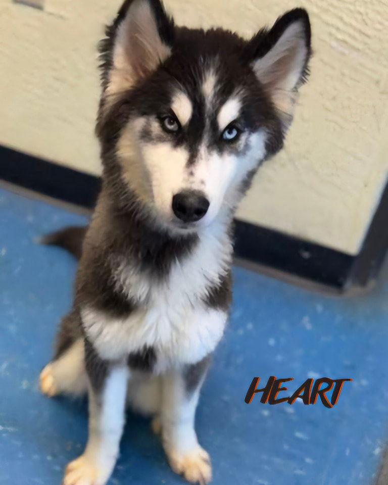 Bronco - ON HOLD - NO MORE APPLICATIONS, a Adoptable Siberian Husky image 1/3