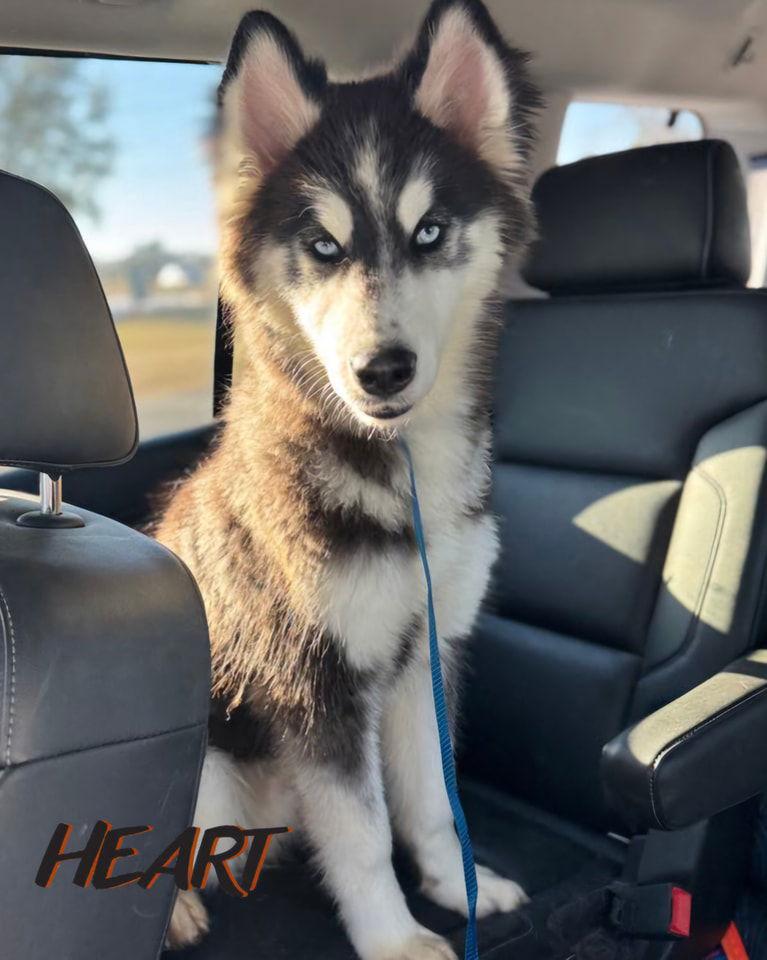 Bronco - ON HOLD - NO MORE APPLICATIONS, a Adoptable Siberian Husky image 2/3