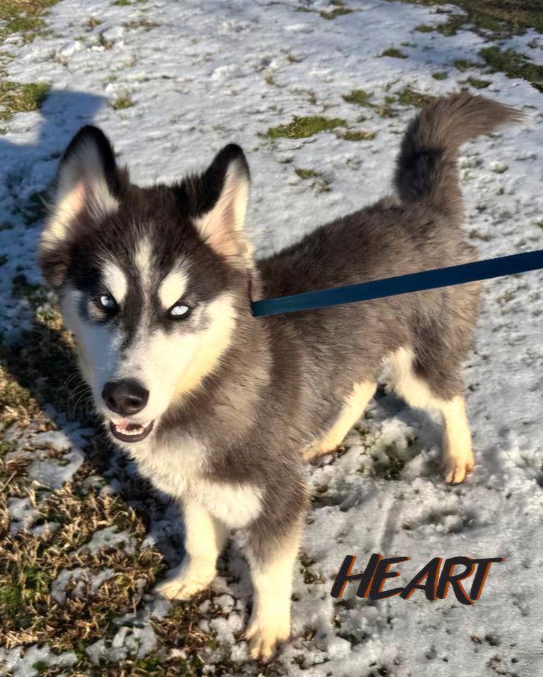 Bronco - ON HOLD - NO MORE APPLICATIONS, a Adoptable Siberian Husky image 3/3