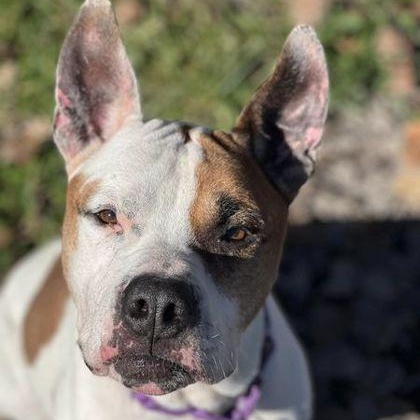 Frank, an adoptable Pit Bull Terrier in Syracuse, NY, 13211 | Photo Image 3