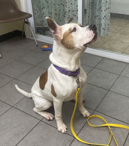 Frank, an adoptable Pit Bull Terrier in Syracuse, NY, 13211 | Photo Image 5
