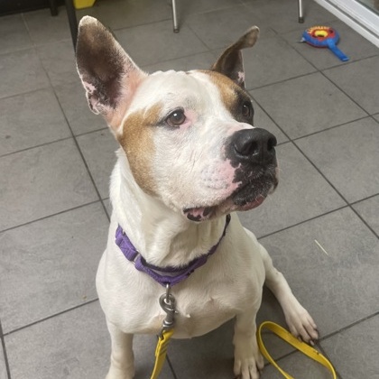 Frank, an adoptable Pit Bull Terrier in Syracuse, NY, 13211 | Photo Image 4