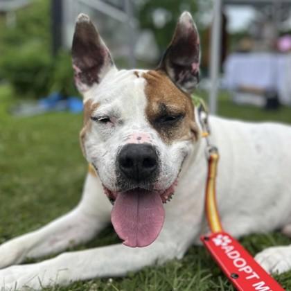 Enlarge Frank, a Adoptable mixed breed in Syracuse, NY image 1/5