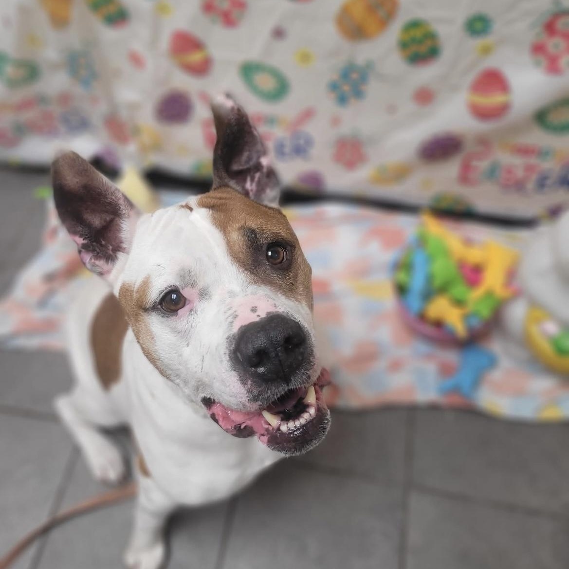 Frank, an adoptable Pit Bull Terrier in Syracuse, NY, 13211 | Photo Image 2
