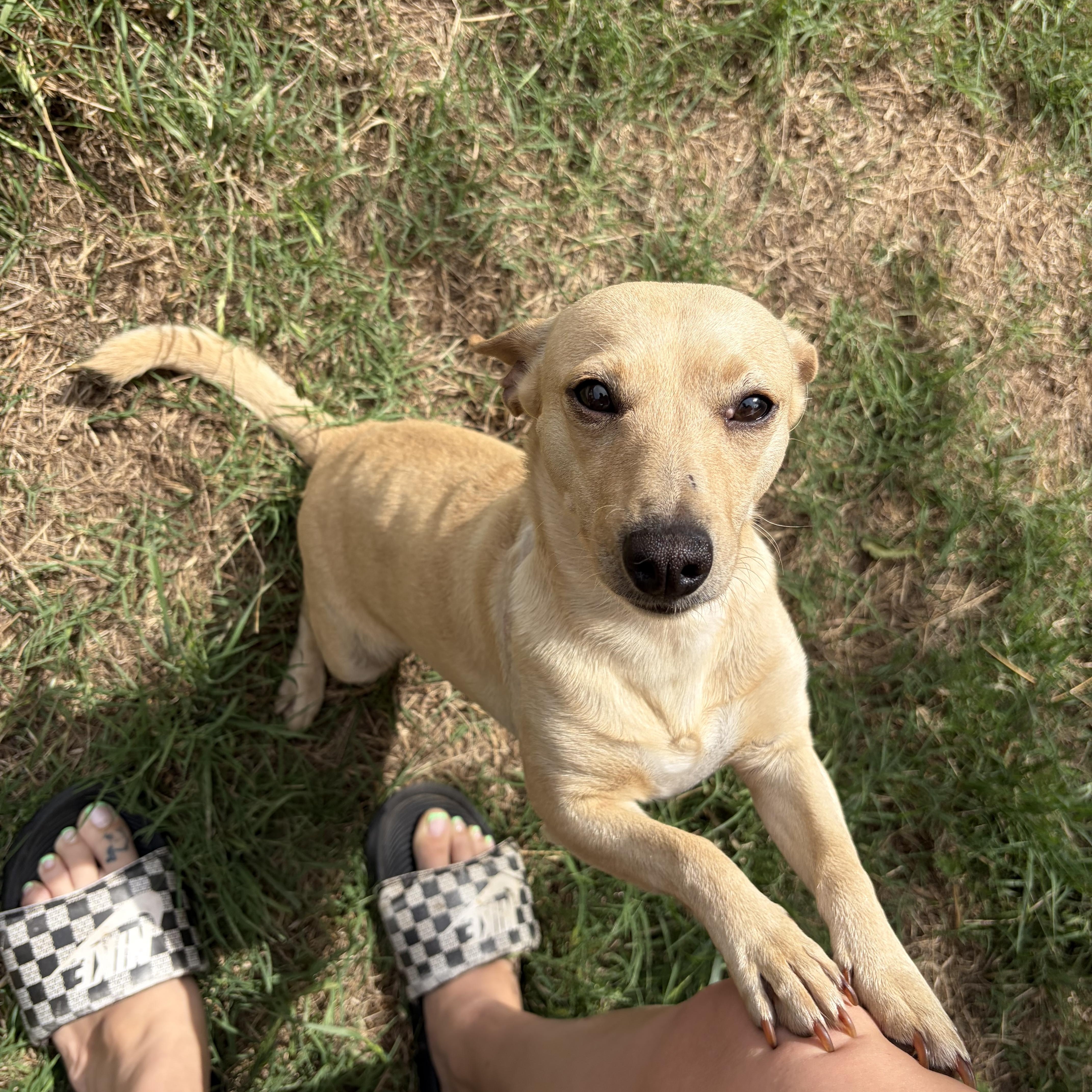 Sunny, an adopted mixed breed in Choctaw, OK image 4/5