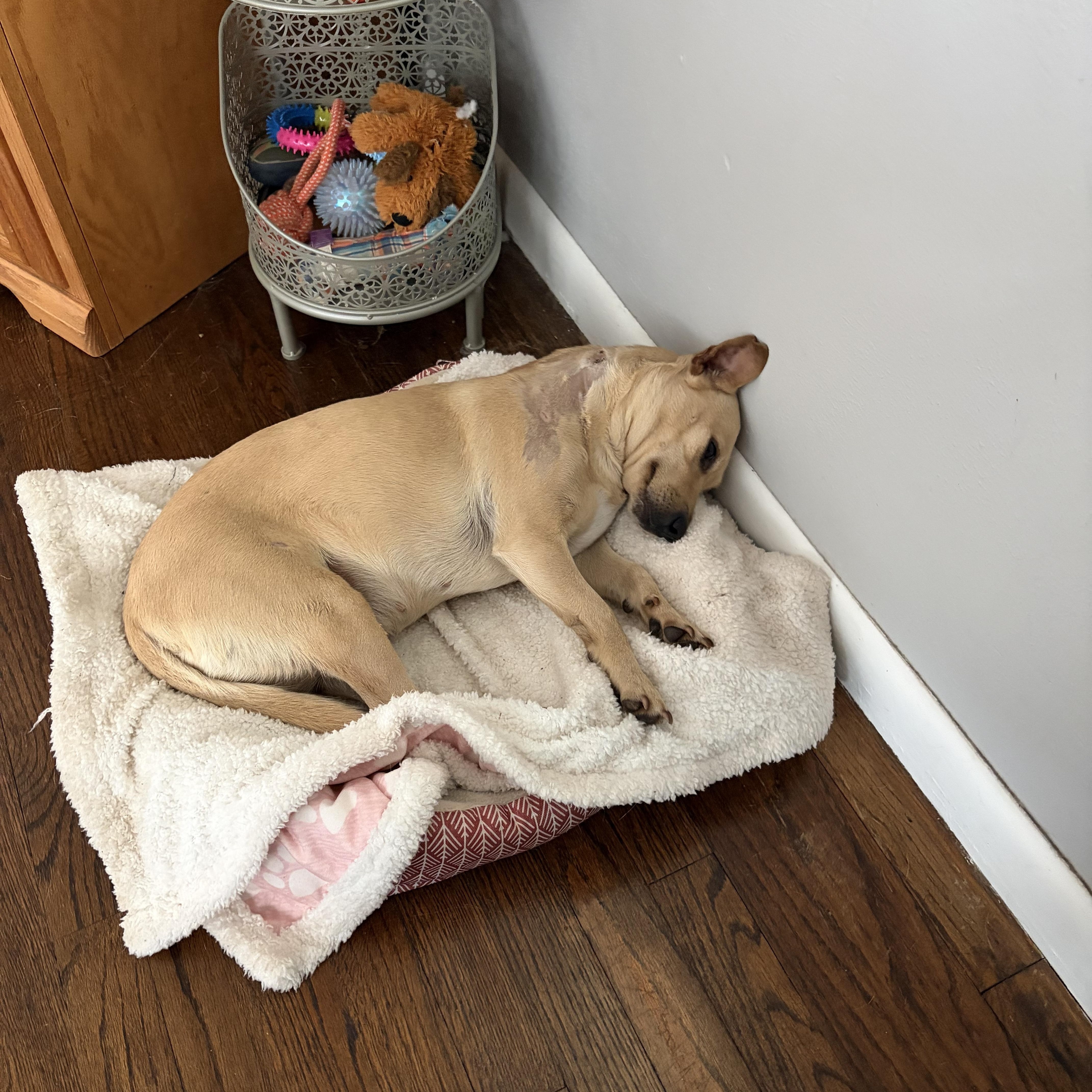 Sunny, an adopted mixed breed in Choctaw, OK image 2/5