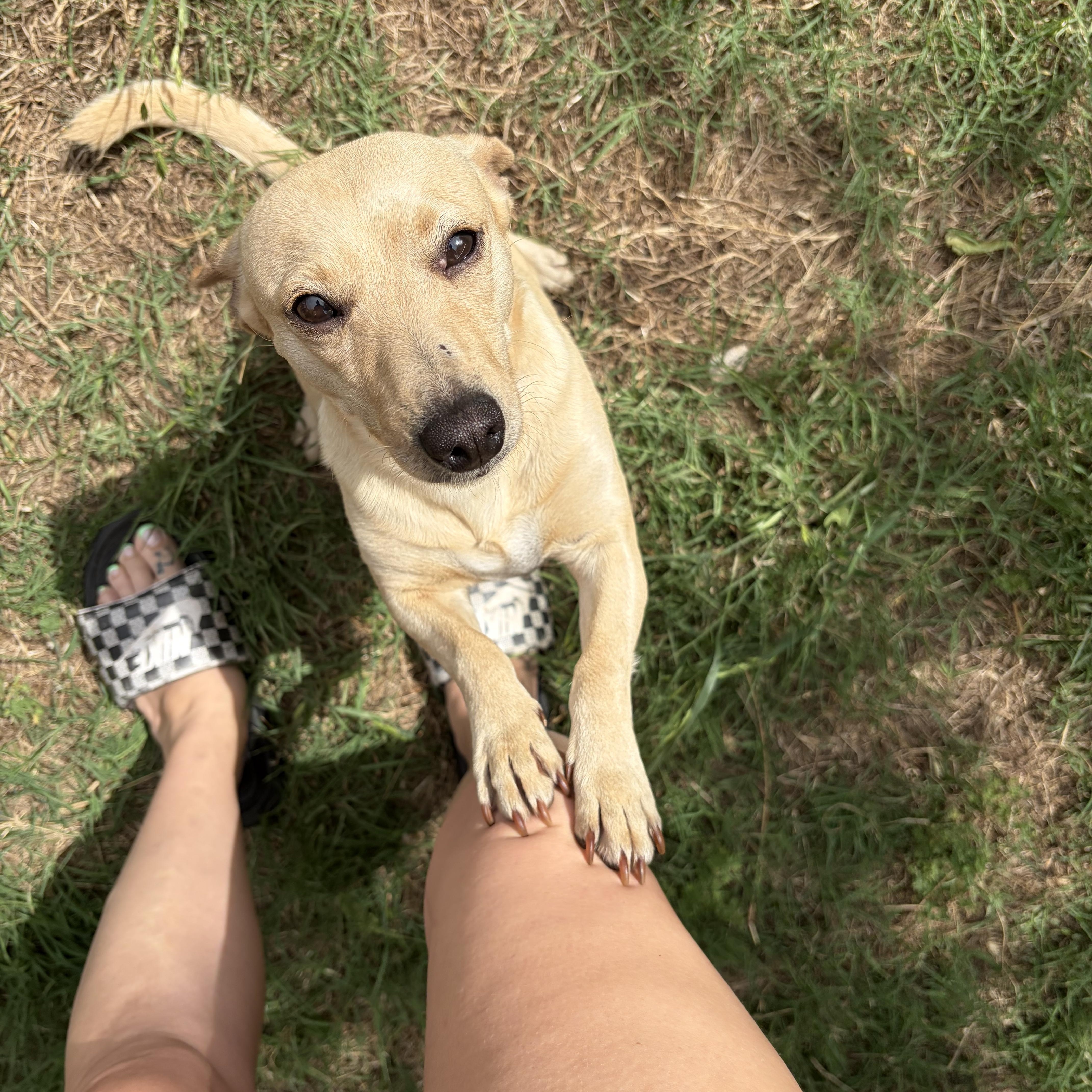Sunny, an adopted mixed breed in Choctaw, OK image 3/5