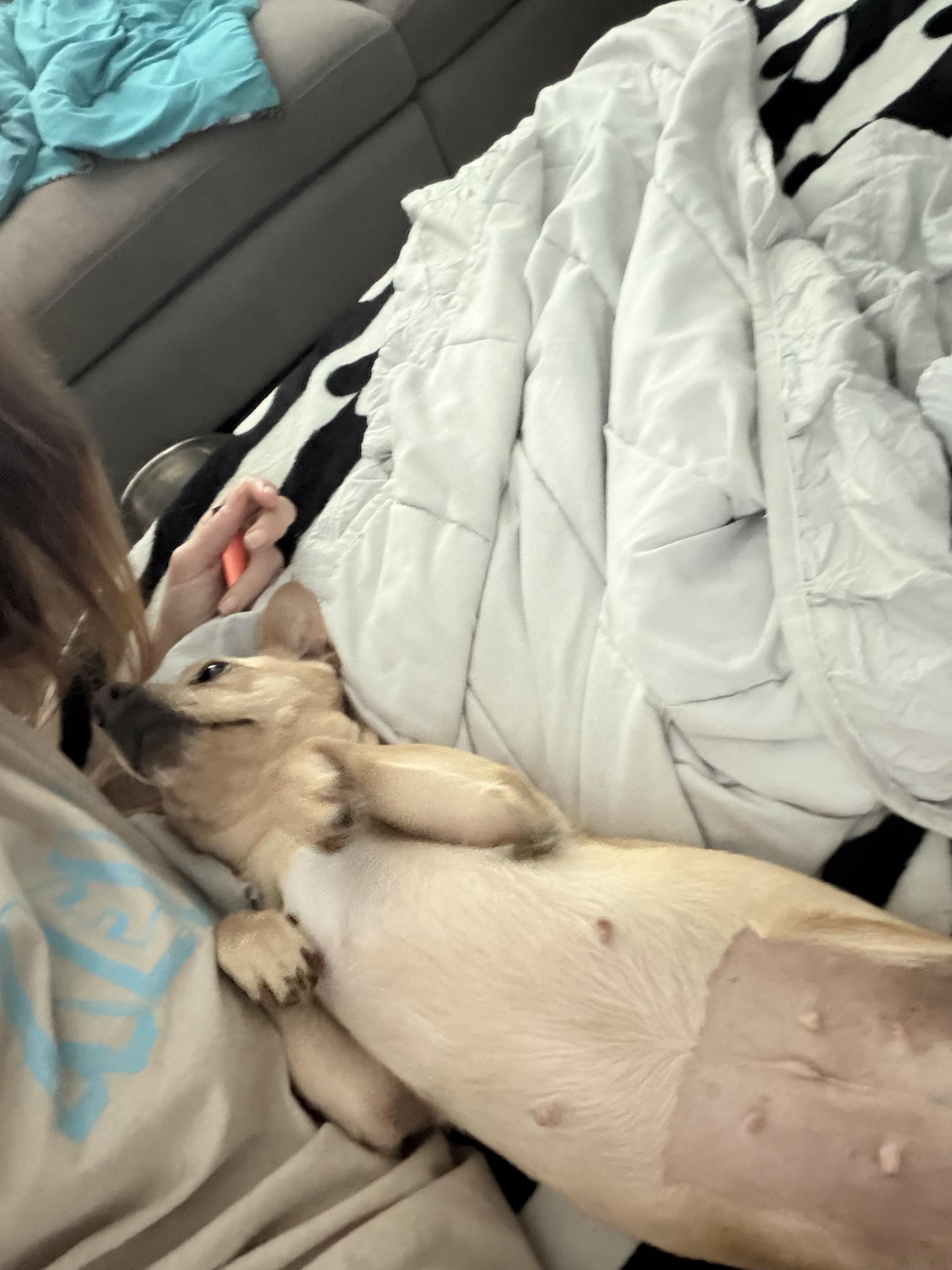 Sunny, adopted, Young Female Chihuahua & Mixed Breed.