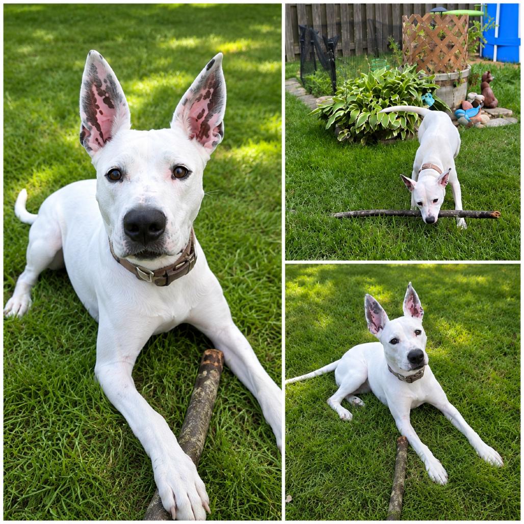 Lizzie, Adoptable, Adult Female Carolina Dog & Mixed Breed.
