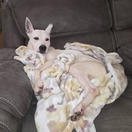 Enlarge Lizzie, a Adoptable mixed breed in Northville, MI image 2/5