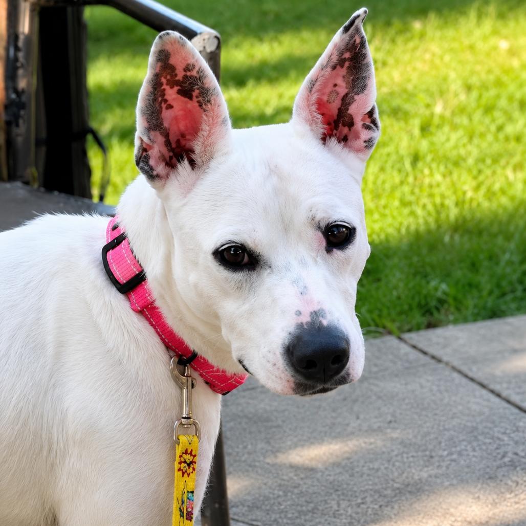 Enlarge Lizzie, a Adoptable mixed breed in Northville, MI image 3/5