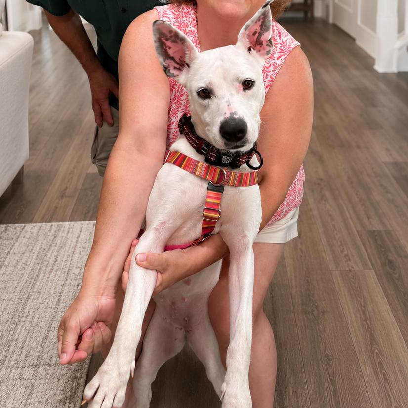 Enlarge Lizzie, a Adoptable mixed breed in Northville, MI image 4/5