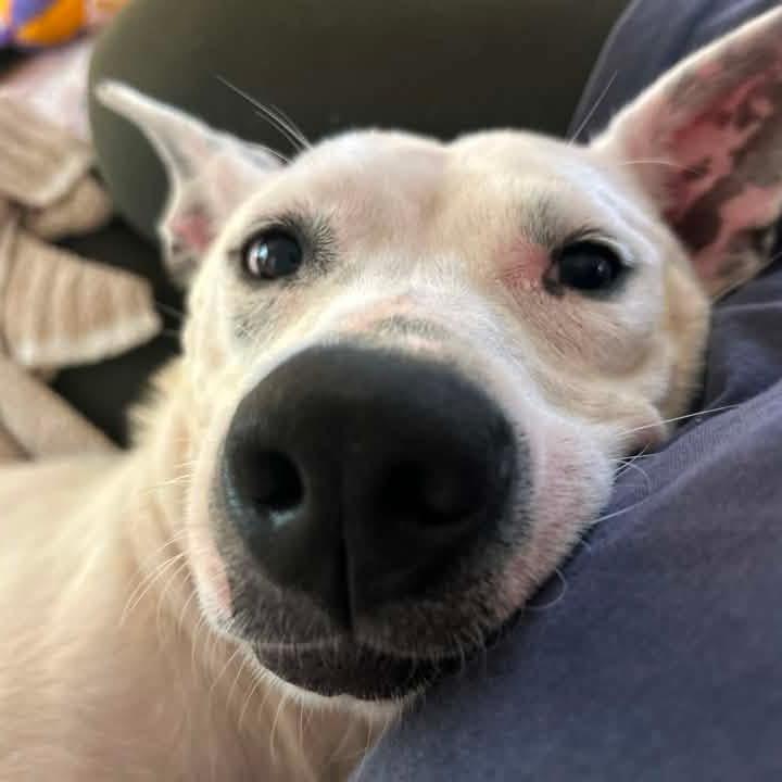 Enlarge Lizzie, a Adoptable mixed breed in Northville, MI image 5/5
