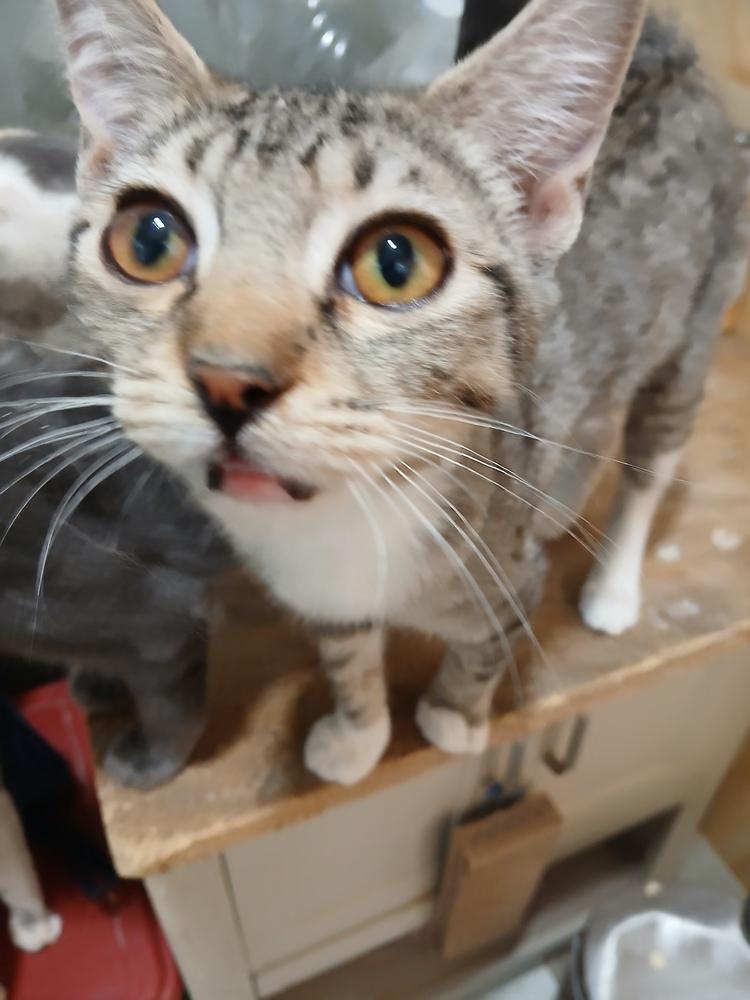 Flame, Adoptable, Kitten Female Domestic Short Hair.